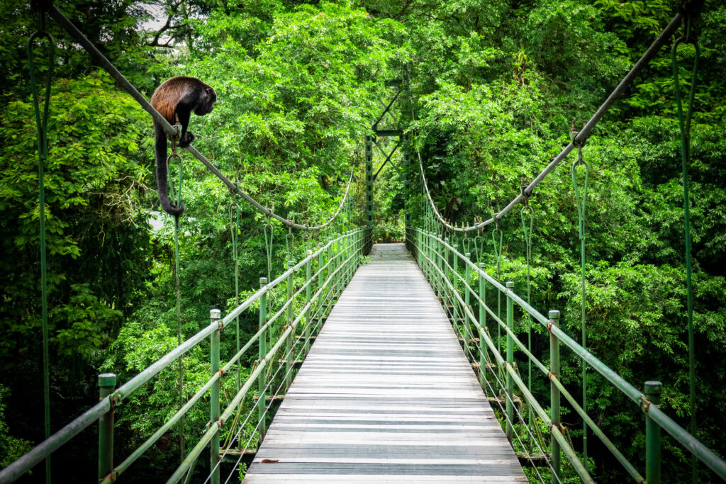 Hanging bridge in tropical rain forest in Costa Rica