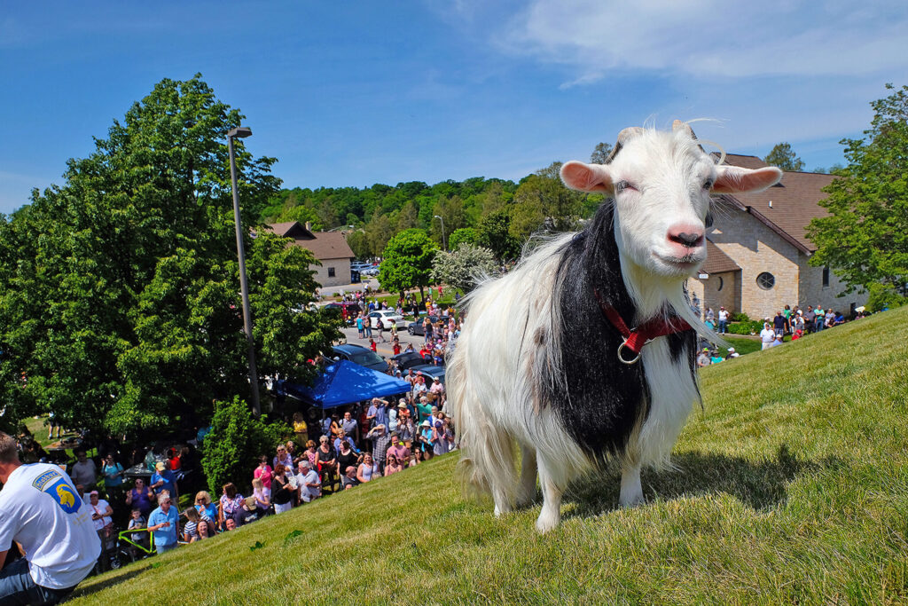A large crowd of people gathered at the base of a hill, with a goat approaching the camera on top of the hill