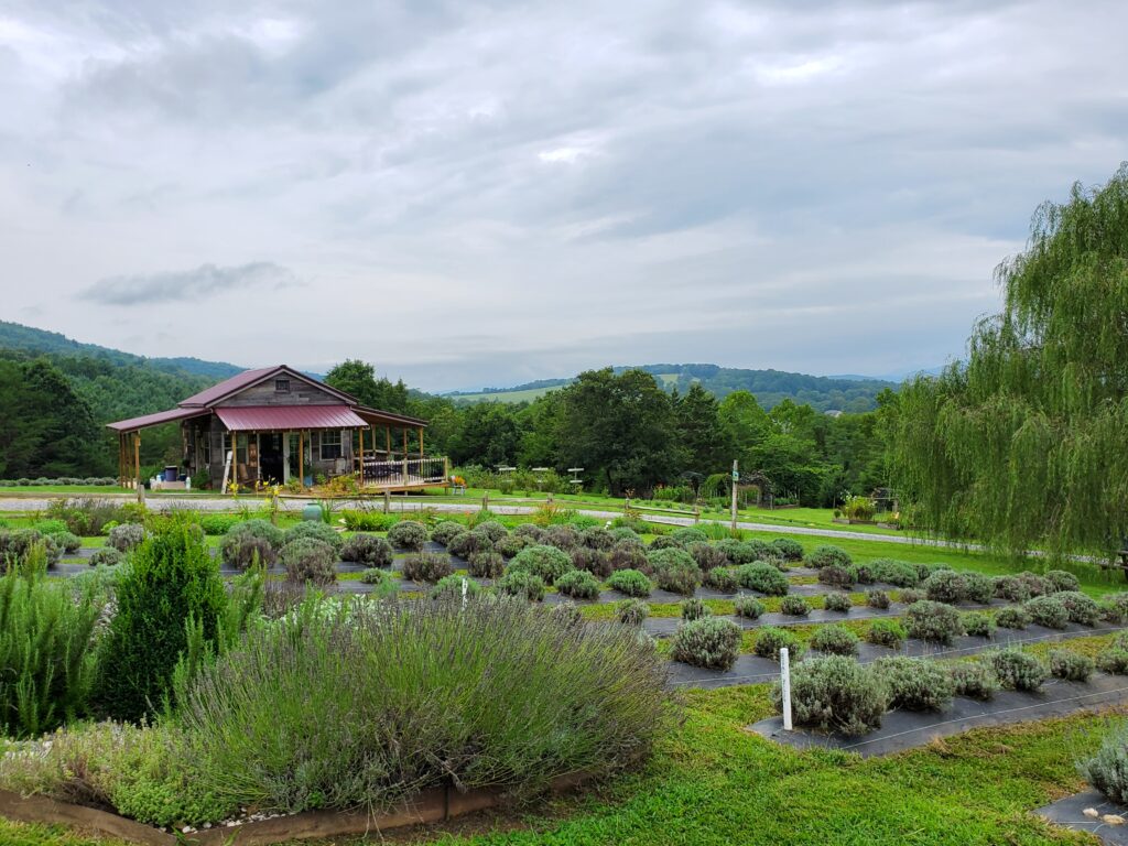 Lavender fields at Tantivy Lavendar Farms in Lexington, Virginia, United States